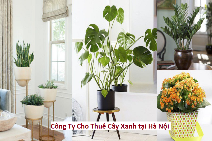 Công ty cho thuê cây xanh tại Hà Nội
